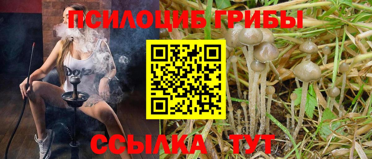 Псилоцибиновые грибы Cubensis Заводоуковск