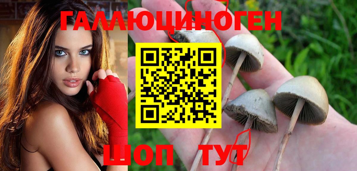 Заводоуковск  Галлюциногенные грибы Psilocybine cubensis  Вход с VPN 